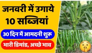 जनवरी में कौन सी सब्जी लगाएँ? इन फसलों से होगा लाखों का मुनाफा!