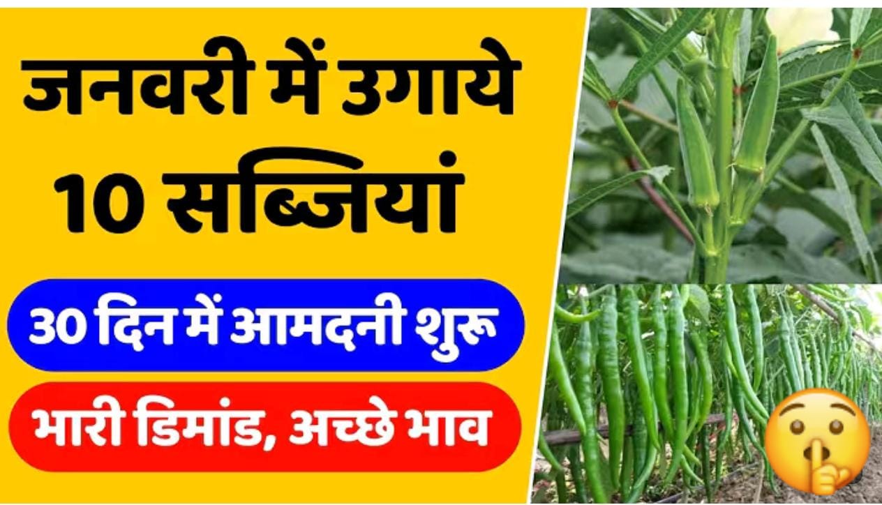 जनवरी में कौन सी सब्जी लगाएँ? इन फसलों से होगा लाखों का मुनाफा!